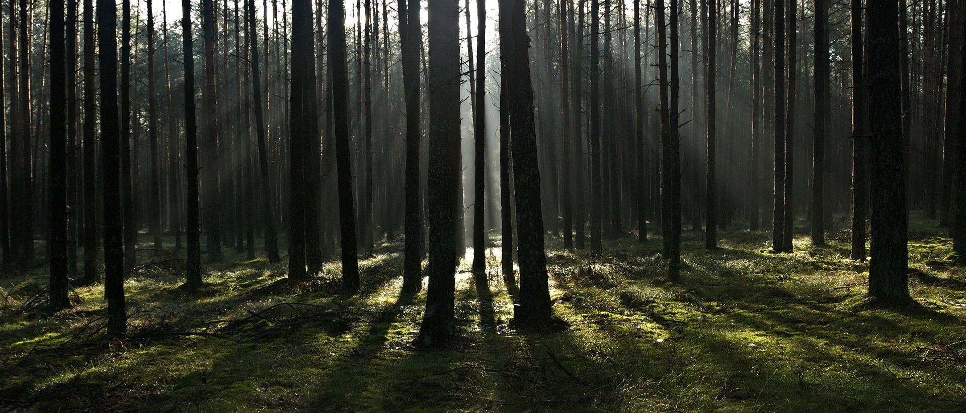 forest-2370476_1920